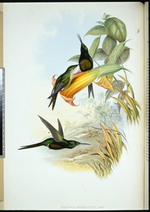 Empress Humming-bird