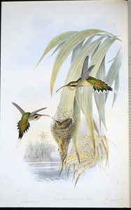 Eurynome Hermit