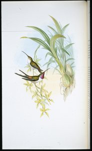 Evening Humming-bird (Rhodopis Vespera)