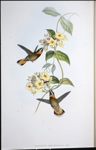 Fawn-tailed Barbed-throat Hummingbird