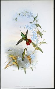 Fiery-tailed Avocet