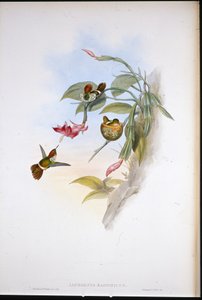 Frilled Coquette