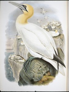 Gannet