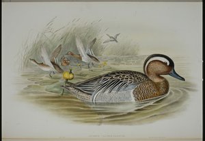 Garganey