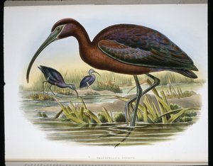 Glossy Ibex by John (after) Gould