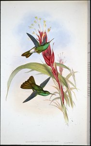 Golden-tailed Plumeleteer (Hypuroptila Urochrysia)