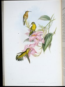 Golden-throated Hummingbird (Chrysobronchus viriscens)