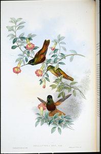 Golden Star-frontlet (Helianthea eos)