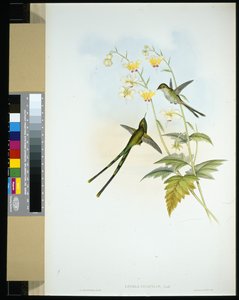 Graceful Train-bearer (Lesbia gracilis)