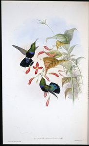 Grass-green-breasted Carib