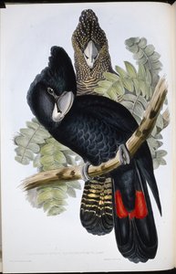 Great Billed Black Cockatoo by John (after) Gould