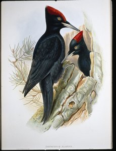 Great Black Woodpecker (Dryocopus Martius)