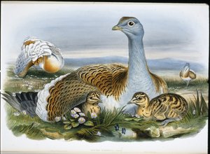 Great Bustard by John (after) Gould