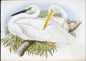 Great White Egret by John (after) Gould
