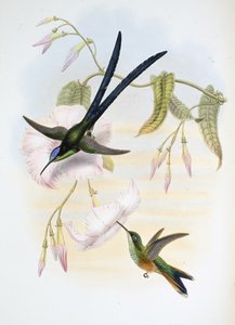 Great Fork-tailed Humming Bird