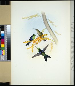 Green-crowned Panoplites (Thalurania verticeps)