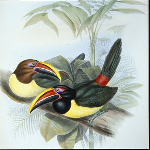 Green Aracari (Pteroglossus Viridis)