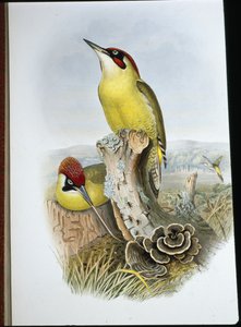 Green Woodpecker (Gecinus Viridis) by John (after) Gould