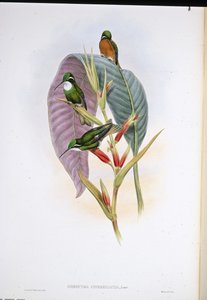 Grey-tailed Hummingbird (Oreopyra Cinereicauda)
