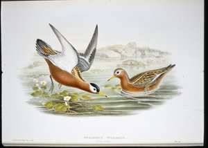 Grey Phalarope by John (after) Gould