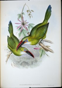 Groove-Bill Toucan