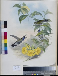 Hummingbirds
