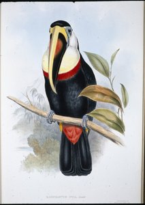 Inca Toucan
