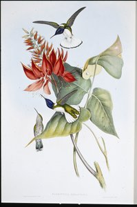 Jacobin