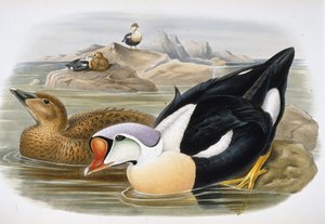 King Duck