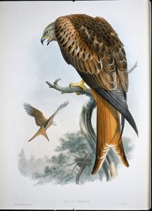 Kite of Glead by John (after) Gould