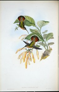 Lancelolate Hermit (Glaucis Lanceolata)