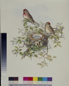 Lesser Redpole