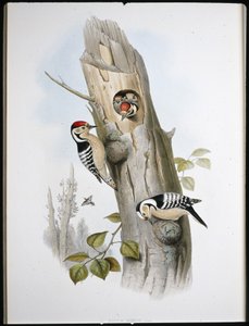 Lesser Spotted Woodpecker (Picus Minor) by John (after) Gould