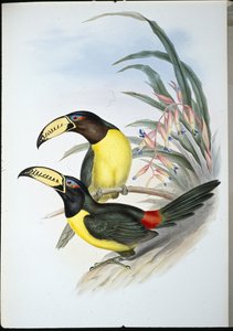 Lettered Aracari