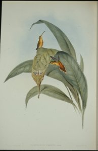 Little Hermit (Phaethornis eremita)