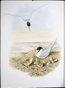Little Tern