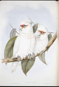 Long-billed Cockatoo by John (after) Gould