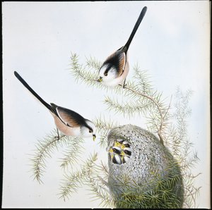 Long Tailed Tit by John (after) Gould
