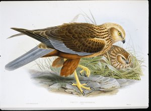 Marsh Harrier