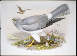 Marsh Harrier (Circus Aeruginosus)