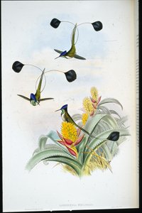 Marvellous Hummingbird (Loddigesia mirabilis)