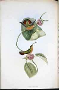 Mazeppa Hermit