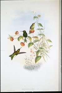 Metallic Puff-leg (Eriocnemis Alinae)