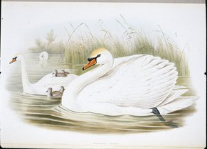 Mute Swan