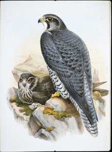 Norwegian or Gyrfalcon Falcon