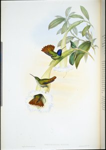 Oenone Hummingbird