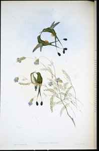Peruvian Racket-tail by John (after) Gould