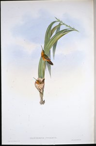 Pigmy Hermit
