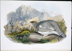 Ptarmigan (Autumn Plumage) (Lagopus Mutus)