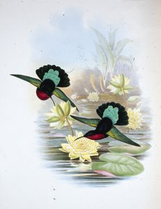 Purple-breasted Carib